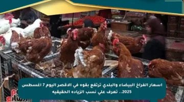 أسعار الفراخ البيضاء والبلدي ترتفع بقوة في الأقصر اليوم 7 أغسطس 2025.. تعرف على نسب الزيادة الحقيقية